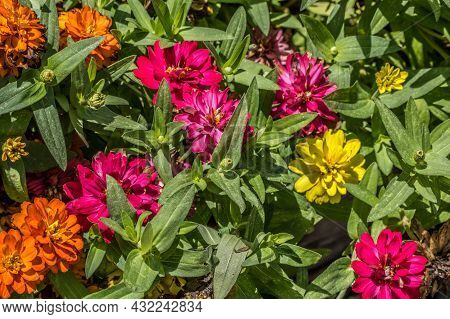 Looking Down On A Grouping Of Bright Colored Zinnias Packed Together In A Garden Some Blooming And S