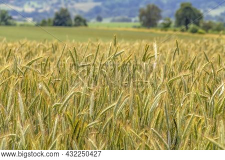 Agricultural Scenery Around A Grainfield Closeup In Southern Germany At Summer Time