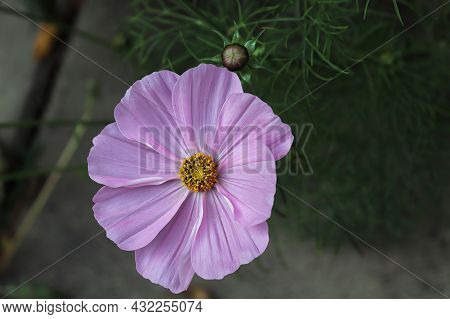 Closeup Of A Cosmos Flower And Ferny Leaves