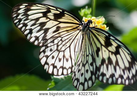 Mariposas tropicales