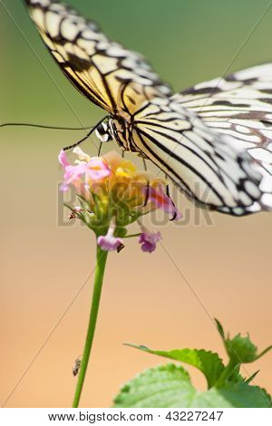 Mariposas tropicales