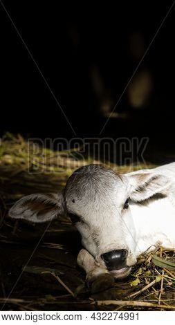 A Close-up Photo Of The Sun-kissed Face Of A Newborn Cow Calf Laying On The Ground In A Cattle Shed