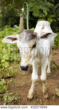 Close-up Photo Of A White Newborn Cow Calf With Its Ears Wide In The Farm During A Sunny Morning