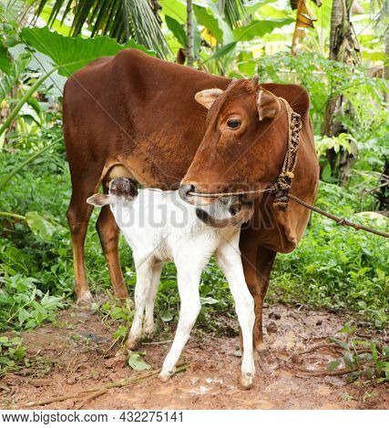 Full Size Image Of A Cute Newborn White Calf Drinking Milk From Its Mother Cow's Breast While The Mo