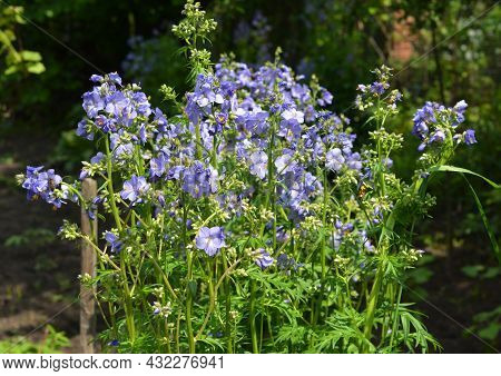 Growing Polemonium Caeruleum, Jacob's-ladder Or Greek Valerian Perennial Flowering Plant In The Gard