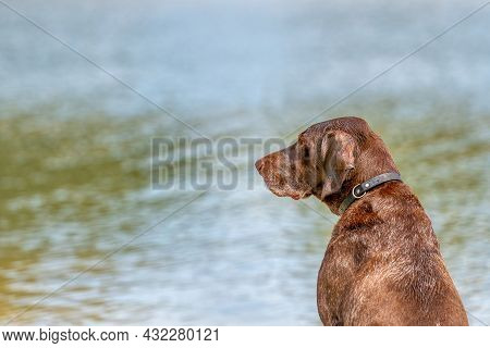 Detailed Headshot Of A German Short Haired Pointer, Gsp Dog Sitting On The Beach Of A Lake During A 