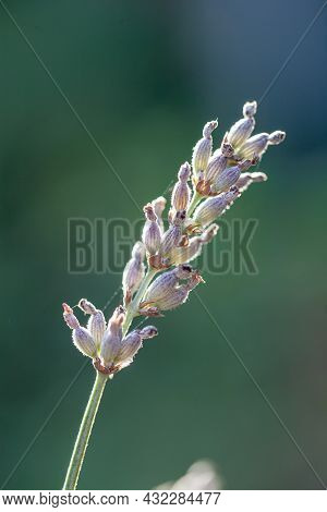 Flowering Lavandula Or Lavender Plant Outdoor As A Summervibes Card Concept. High Quality Photo
