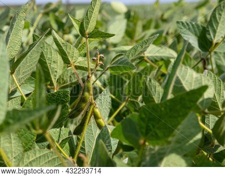 Soybean Pods On Soybean Plantation, On Blue Sky Background, Close Up. Soy Plant