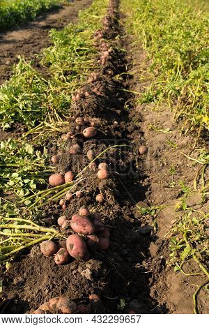Diggin And Harversting Potato On A Field, One Line Dug Out With No People.