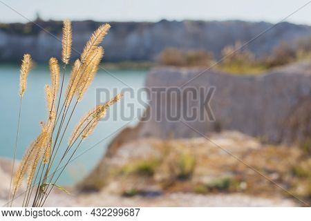 Timothy Grass On Background Lakes And Chalkpit