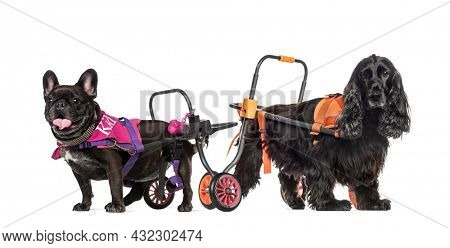 Two dogs with wheelchair, isolated on white