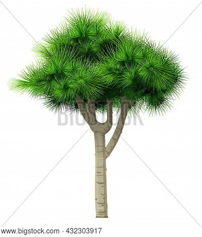 Decorative Bonsai Green Tree Pine Fir Isolated