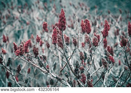 Rhus Typhina, Red Blossom Of Sumac Tree. Dense Vegetation Of The Plant.