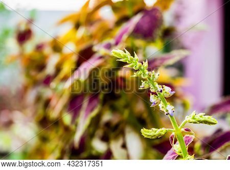 Close Up Shot Of Broomrapes Plant & Tiny Purple Flowers With Defocused Background And Copy Space