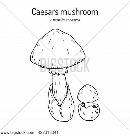 Caesars Mushroom Amanita Caesarea , Edible Mushroom. Hand Drawn Botanical Vector Illustration