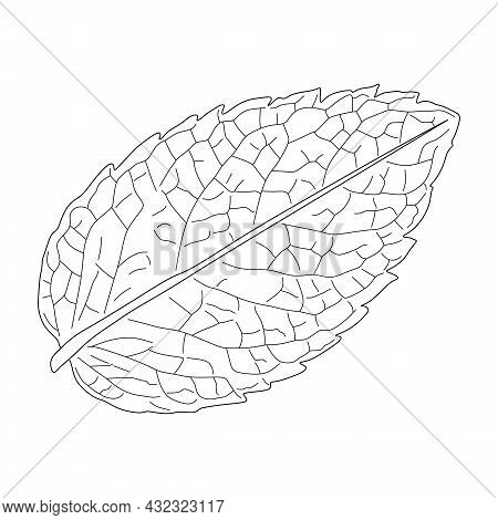 Mint Leaf Sketch Isolated On A White Background
