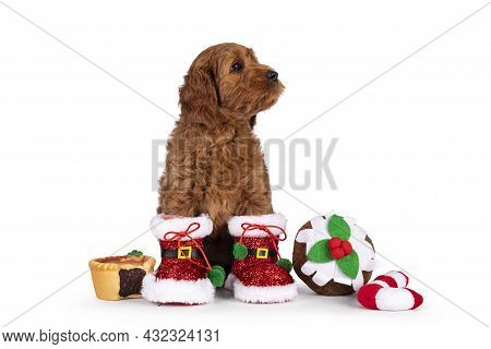 Adorable Cobberdog Puppy Aka Labradoodle Dog, Sitting Up Facing Front Wearing And Sitting Inbetween 