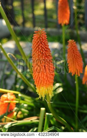 Kniphofia. African Perennial Herbaceous Plant Of Orange Color. Botanical Garden.