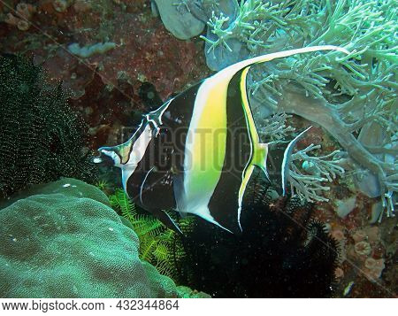 Schooling Bannerfish (heniochus Diphreutes) Swims In The Filipino Sea 13.1.2016