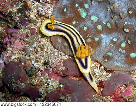 Nudibranch Or Sea Slug (chromodoris Joshi) On The Ground In The Filipino Sea 27.1.2015