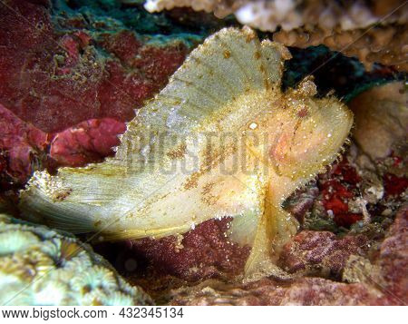 Leaf Scorpionfish (taenianotus Triacanthus) Swims In The Filipino Sea 20.10.2014