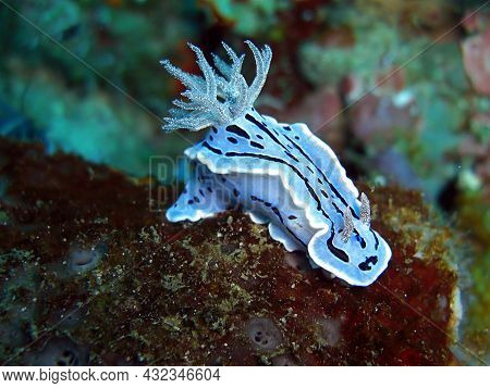 Willans Sea Slug Or Nudibranch (chromodoris Willani) Swims In The Filipino Sea 25.2.2014