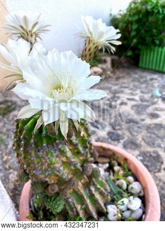 Flowers Of Echinopsis. Blooming Of Hedgehog Cactus. White Flowers Of Cactus. Sea-urchin. Easter Lily