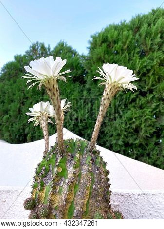 Flowers Of Echinopsis. Blooming Of Hedgehog Cactus. White Flowers Of Cactus. Sea-urchin. Easter Lily