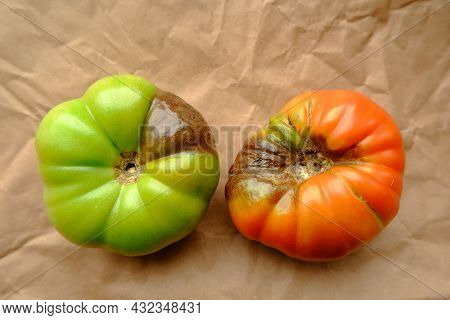 The Fruits Of Red And Green Tomatoes That Have Become Ill With Phytophthora Infestans. The Concept O