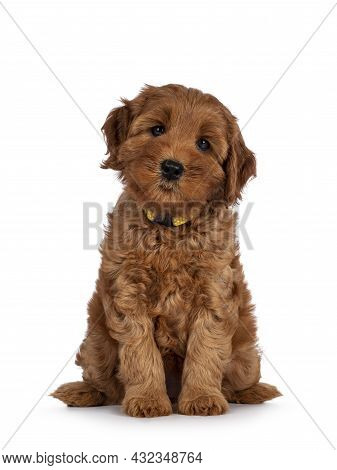 Adorable Cobberdog Puppy Aka Labradoodle Dog, Sitting Facing Front. Looking Straight Towards Camera.