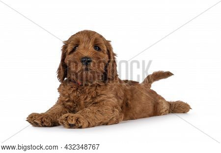 Adorable Cobberdog Puppy Aka Labradoodle Dog, Laying Down Side Ways Like Seal. Looking Straight Towa