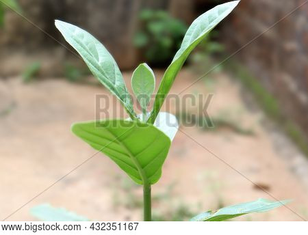 Calotropins Gigantean Plant Leaf Growled Edge In The Greenery