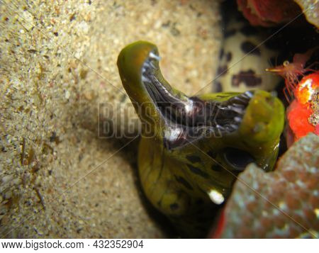 Fimbriated Moray Eel (gymnothorax Fimbriatus) Is Protruding From Below A Rock In The Filipino Sea 15