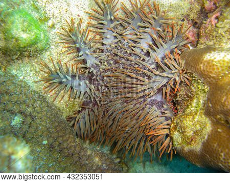 Crown Of Thorns (acanthaster Planci) On The Ground In The Filipino Sea 2.11.2012