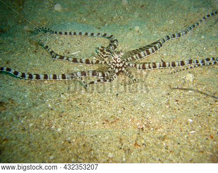 Mimic Octopus (thaumoctopus Mimicus) On The Ground In The Filipino Sea 7.12.2012