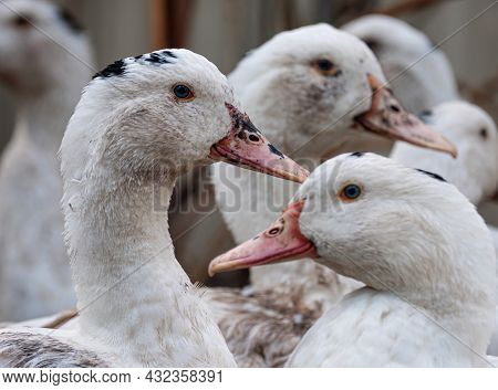 A Flock Of Mulard Ducks Graze In The Garden.. Household Poultry Farming