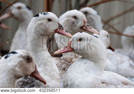 A Flock Of Mulard Ducks Graze In The Garden.. Household Poultry Farming