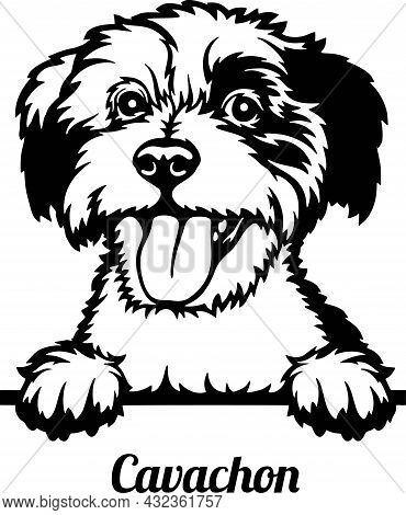 Cavachon Peeking Dog - Head Isolated On White