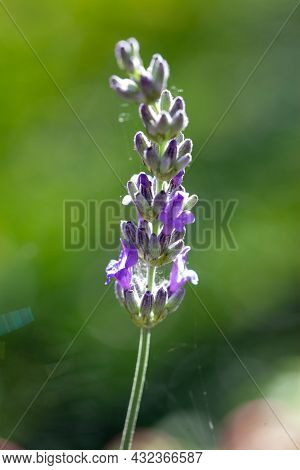 Flowering Lavandula Or Lavender Plant Outdoor As A Summervibes Card Concept. High Quality Photo