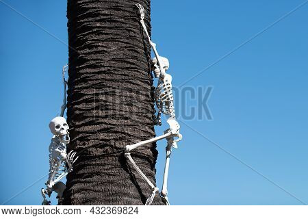 Human Skeleton For Helloween. Helloween Skeleton Decor. Halloween Scenery.