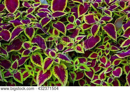 Green And Pink Coleus Leaves. Multicolored Floral Background. Coleus Leaf Close Up