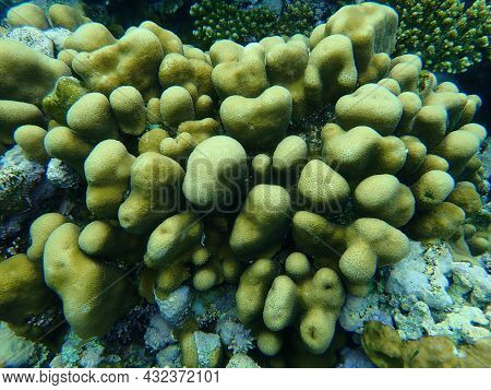 Stony Coral Knob Coral (goniastrea Stelligera. Previously Called Favia Stelligera) Undersea, Red Sea