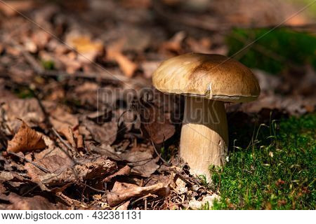 Edible Porcino Mushroom Grows Among Moss And Fallen Leaves