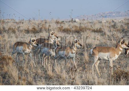 Pronghorn antilope