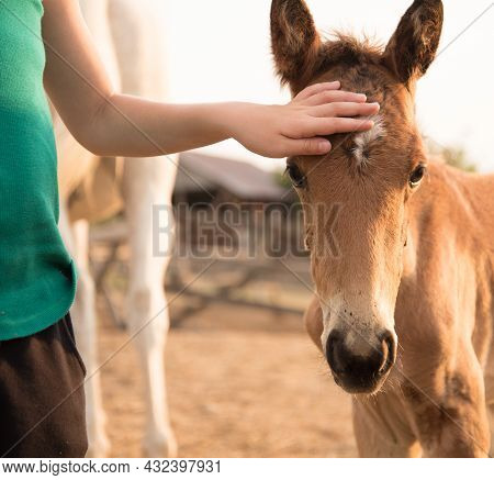 Close-up. The Baby Gently Strokes The Little Foal. Summer Portrait In Warm Colors. Friendship Betwee