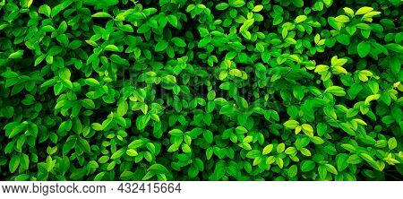 Close Up 20:9 Horizontal Banner Shrub, Small Round Foliage, Deep Bright Green Shades.texture For Pho