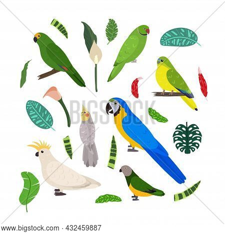 Design Template With Parrots In Square For Kid Print. Rectangle Composition Of Tropical Birds Macaw,