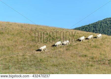 Herd Of Charolais Cows In A Pasture