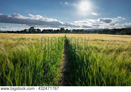 A Path That Goes Through A Field Of Wheat That Leads To Kilcrea Castle In Cork Ireland