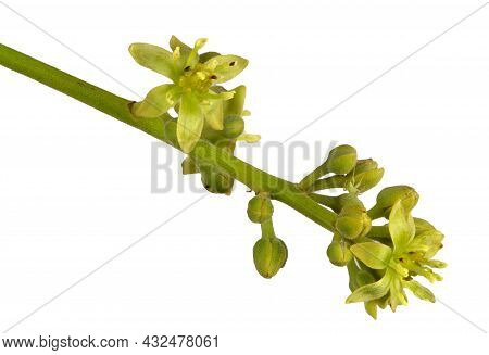 View Of The Open Male Component Of The Avocado (persea Americana) Flower.
